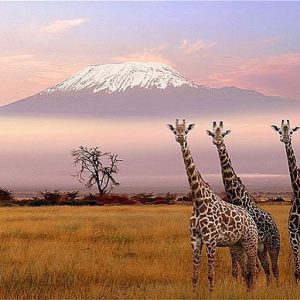 IMG_20210729_143303_536