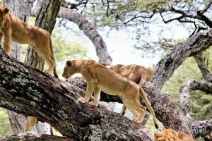 Lake-Manyara-National-Park-tree-climbing-lions