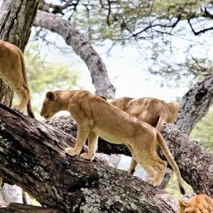 Lake-Manyara-National-Park-tree-climbing-lions