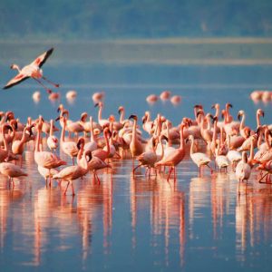 Lake-Manyara-Pink-flamingos
