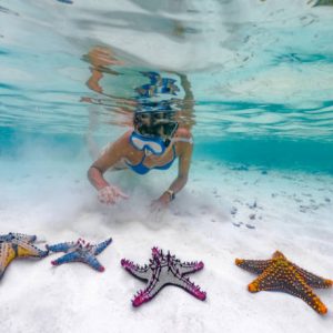 Adult Woman Snorkeling in Tropical Sea With Colorful Starfish.