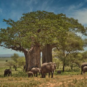 Animal watching on safari in Tarangire National Park. Tanzania. Africa.