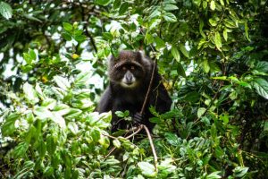 A blue monkey peers out from its hiding place