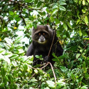 A blue monkey peers out from its hiding place