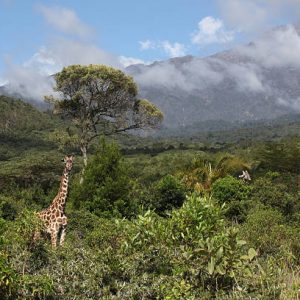 View of Arusha national Park in Tanzania with one giraffe in the foreground and a second in the distance; in the background is Mount Arusha shrouded in low cloud.