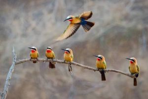 A group of Rainbow Bee-eaters perches on a branch, with one bird in flight, captured on the African savanna. Their colorful feathers and synchronized gathering add vibrancy and beauty to the scene, showcasing the unique charm of the savanna.