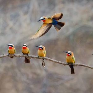 A group of Rainbow Bee-eaters perches on a branch, with one bird in flight, captured on the African savanna. Their colorful feathers and synchronized gathering add vibrancy and beauty to the scene, showcasing the unique charm of the savanna.