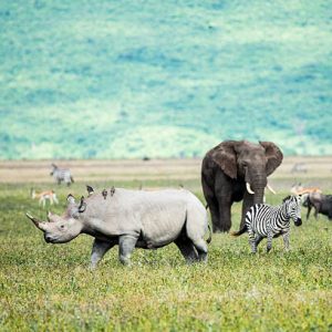 Ngorongoro crater
