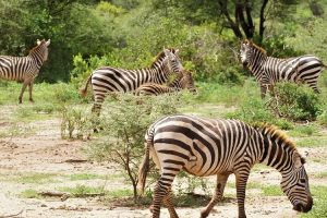 lake-manyara-national