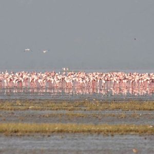 lake-natron