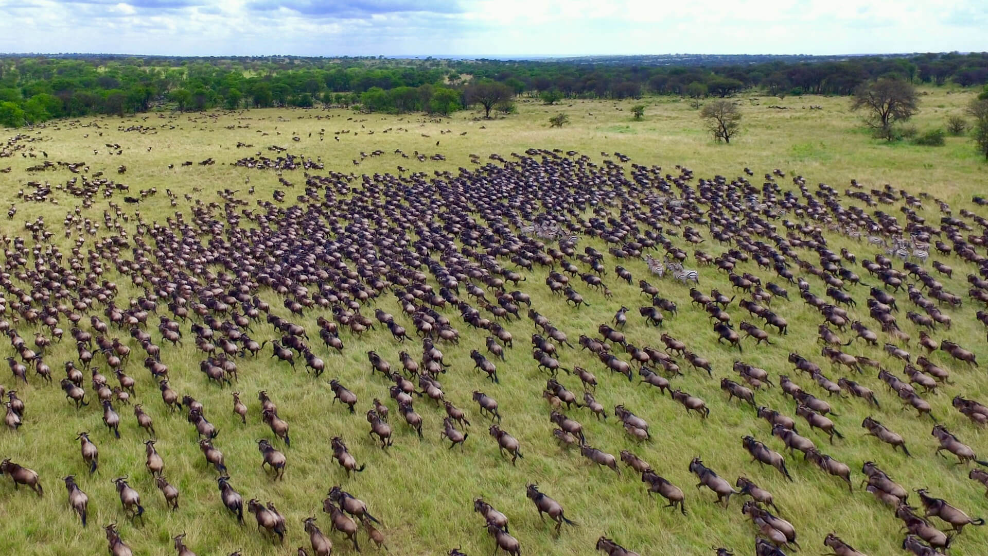 Migration+-+1