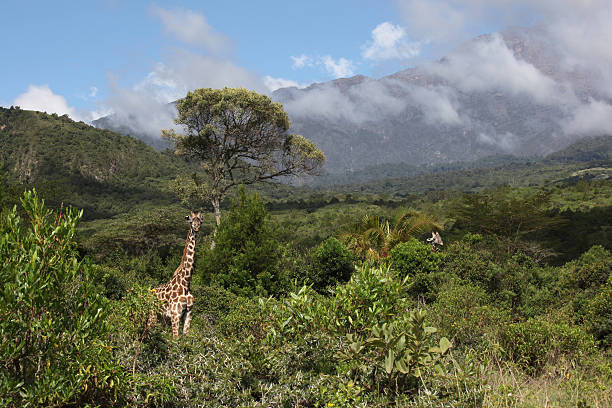View of Arusha national Park in Tanzania with one giraffe in the foreground and a second in the distance; in the background is Mount Arusha shrouded in low cloud.