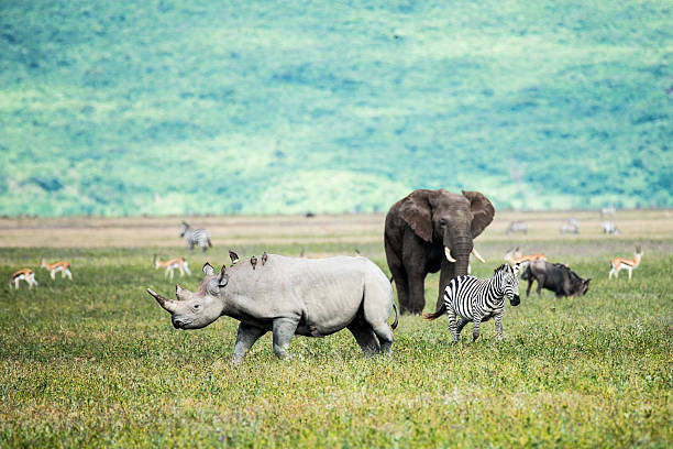 Ngorongoro crater
