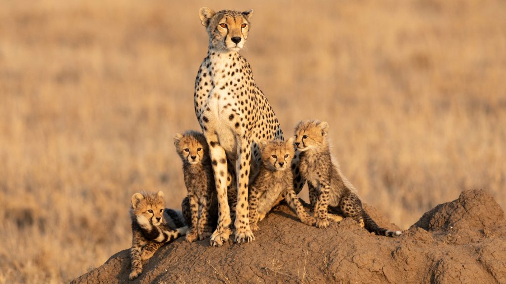Tanzania safari vacations
