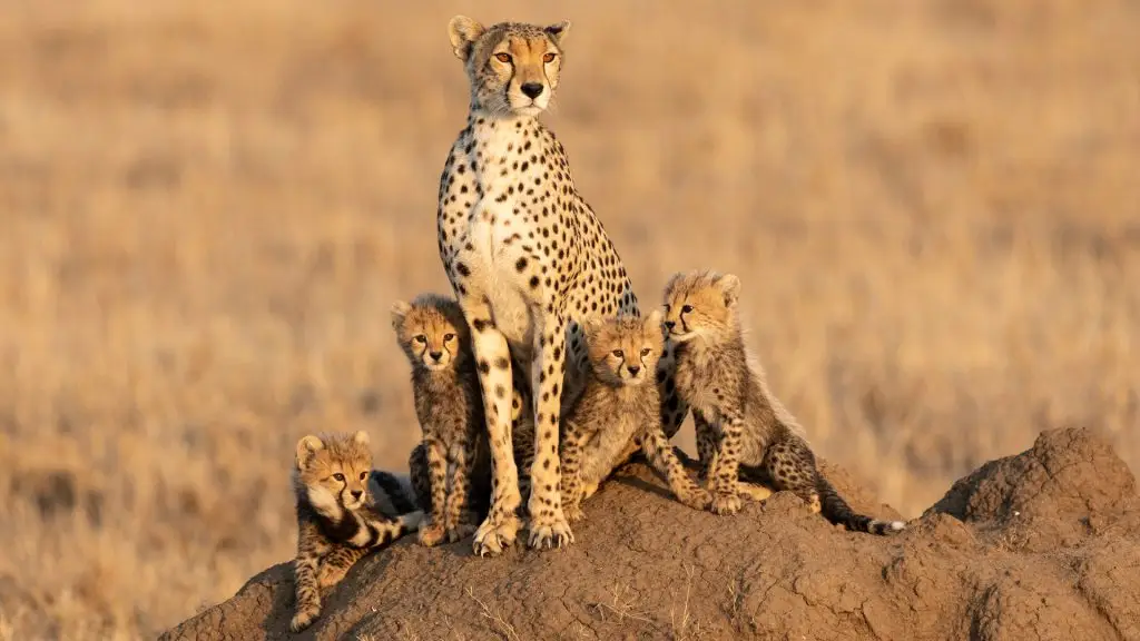 Tanzania safari vacations