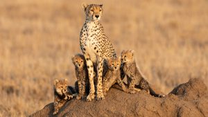 Tanzania safari vacations