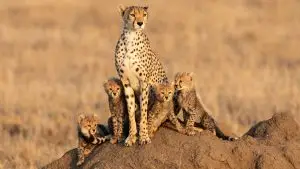 Tanzania safari vacations